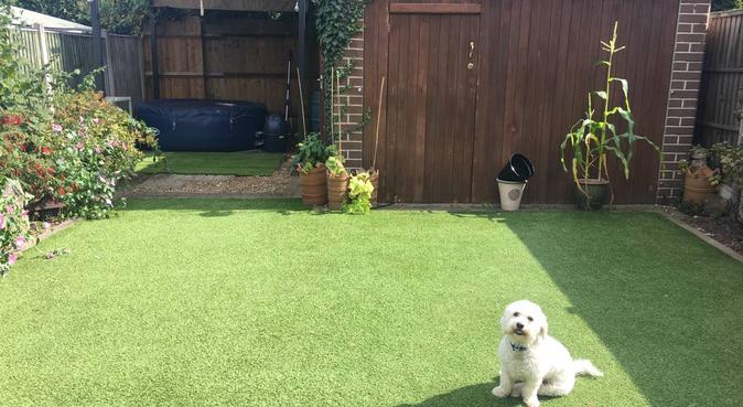 Love, care and comfort, dog sitter in Ashford