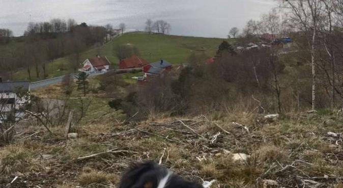 Omsorg og tur, aldri sur!, hundepassere i Bergen, Norge