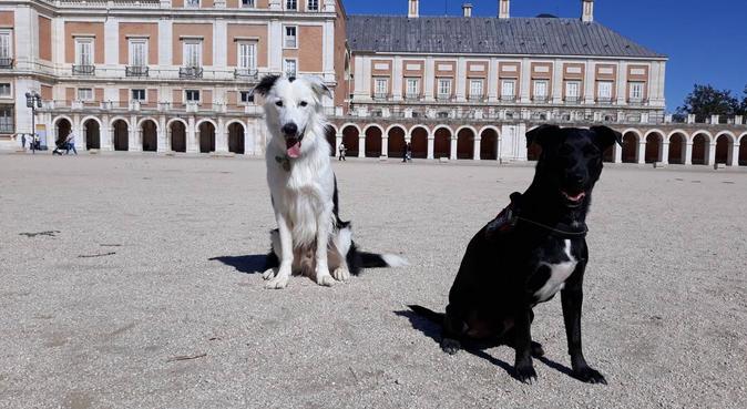 Dogysitter amor incondicional por los animales, canguro en Aranjuez