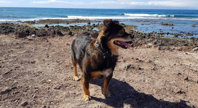 Papá Canino, dog sitter a Santa Cruz De Tenerife
