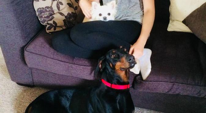 Fulfilling Your Canine Cares, dog sitter in Sheffield