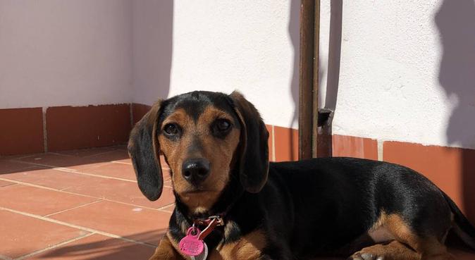 Villa mascotas: amor y descanso canino!, canguro en Córdoba, España