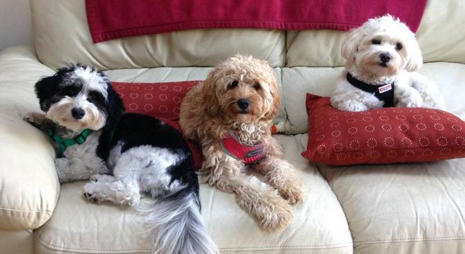 Experienced, friendly and passionate doggie sitter, dog sitter in London