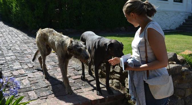 Hundgalen veterinärstudent i natursköna Rosendal, hundvakt nära Uppsala