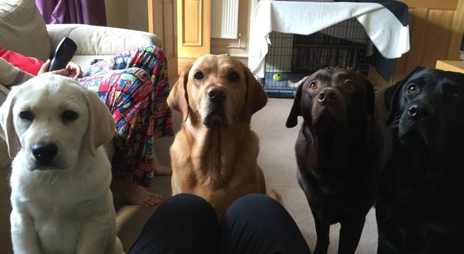 Bailey and Friends, dog sitter in Walsall