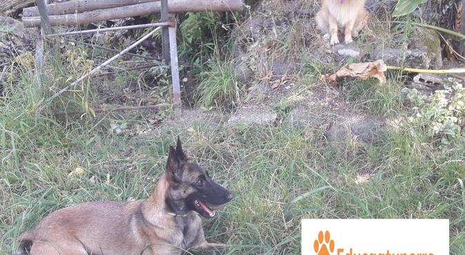 educadora canina   y cuidadora profesional, dog sitter in Polop, España