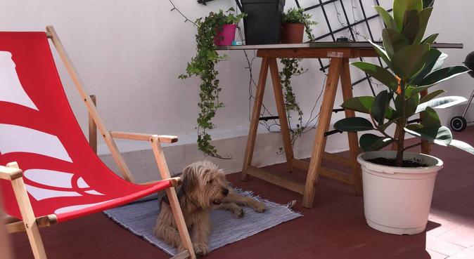 Fun & Care / Cuidado y diversión para los peludos., dog sitter in Benidorm, Spain