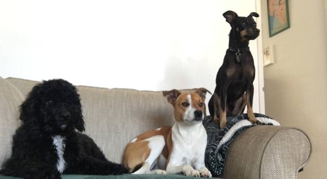 Dog-friendly family in Chester, dog sitter in Chester
