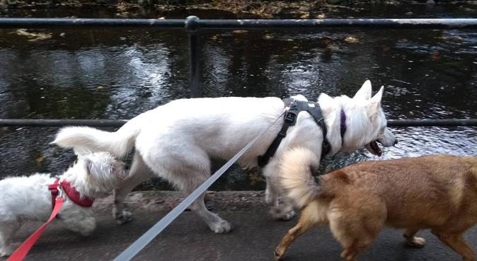 Care, adventures & lot of cuddles in Edi, dog sitter in Edinburgh