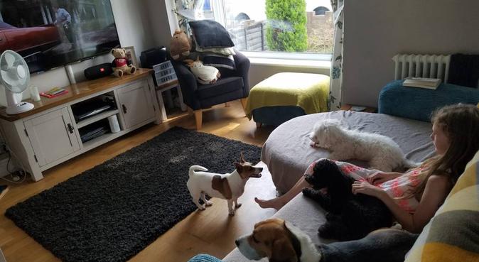 Loving, clean, safe doggy home ORPINGTON, dog sitter in Orpington