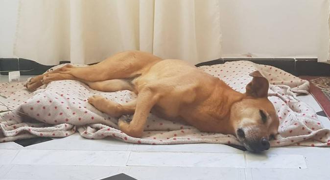 LOVE ANIMALS, dog sitter in ALGECIRAS