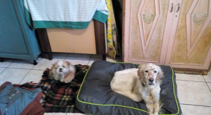 Da Zia Jessica e Lady come a casa :-), dog sitter a Selargius