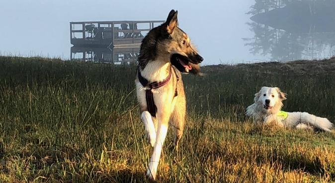 The active dog whisperer, hundvakt nära Mölnlycke, Sverige
