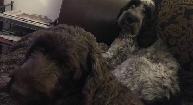 Lots of cuddles and playtime in comfortable home, dog sitter in Watford