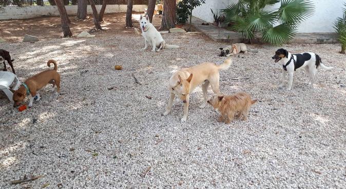 Tus perros disfrutarán a sus anchas y en libertad, dog sitter in Orihuela costa