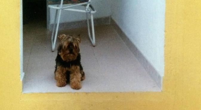 Gentile,Tranquillo e Simpatico., dog sitter a Modena