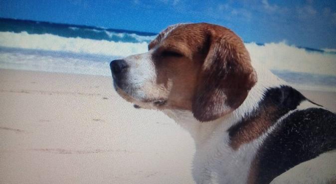 Paseadora que se adapta a tu perro, muy activa!, dog sitter a Santa Cruz De Tenerife