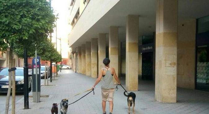Paseadora de perros con experiencia., canguro en Albacete