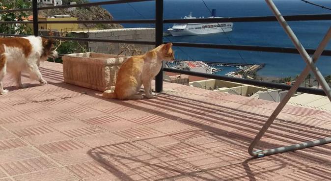 ¡Paseos divertidos para mascotas!, dog sitter a San Cristóbal de La Laguna