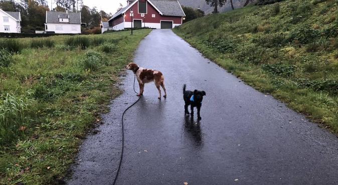 People who love animals are my favorite people, hundepassere i Øvre Ervik