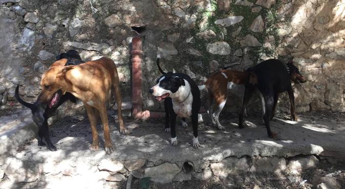 Cuido a tu mascota con el mejor cariño del mundo, dog sitter a Ibiza