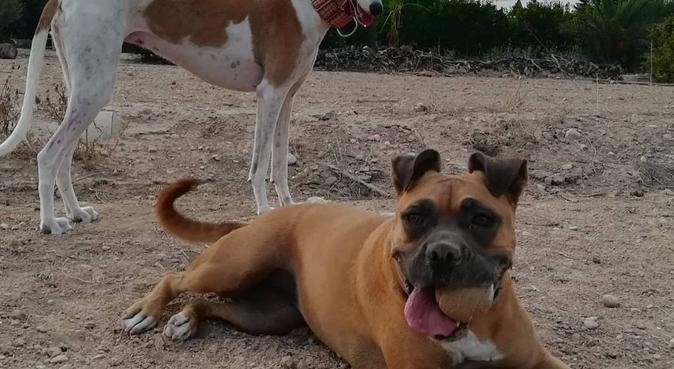 Alojamiento canino con amor y cariño, dog sitter in Gran Alacant