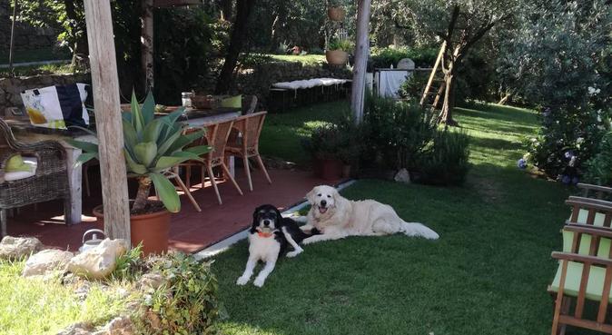 Puppy house - il luogo perfetto per il tuo cane, dog sitter a Camogli