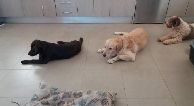 Guardería Canina Soho, dog sitter in Málaga
