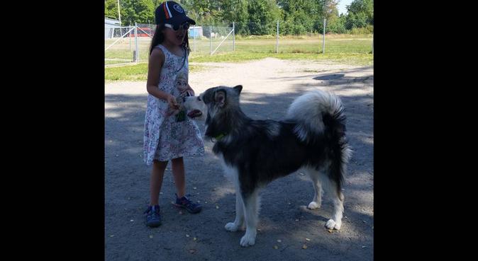 Kärlekfull hundpassare med kundskap., hundvakt nära Karlstad