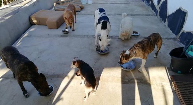 El hogar de Irenieves y los 7 peludit@s, dog sitter in Mijas