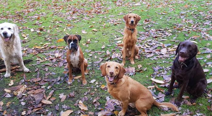 Leandra Leads The Way, dog sitter in Walton-on-Thames