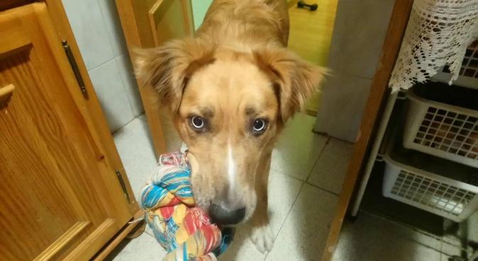 💙Segundo Hogar (Second Home) 💙, dog sitter in Madrid
