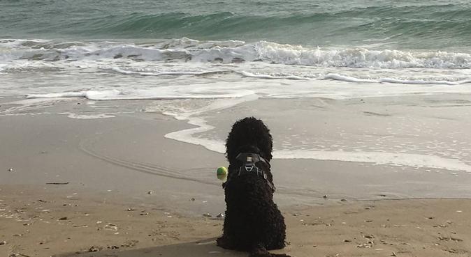 Sandbanks doggy beach heaven, dog sitter in Poole