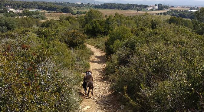 ¡Cuidador experimentado para tu mascota!, canguro en Vilanova i la Geltrú, España