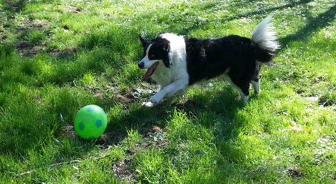 vendaje Robusto Afectar Cuidadores y paseadores de perros de confianza en Tres Cantos | DogBuddy