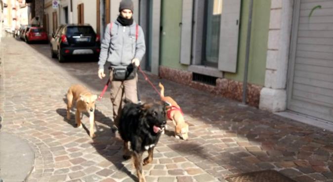 Gentilezza, sicurezza e pazienza con ogni cane, dog sitter a Trento