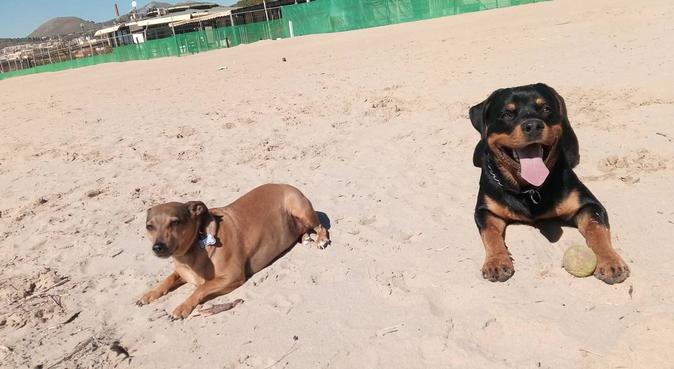 in vacanza con il vero amico ;), dog sitter a Gaeta