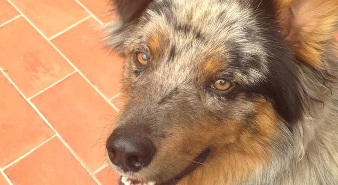 Garde d'animaux domestiques, dog sitter à Aix en provence