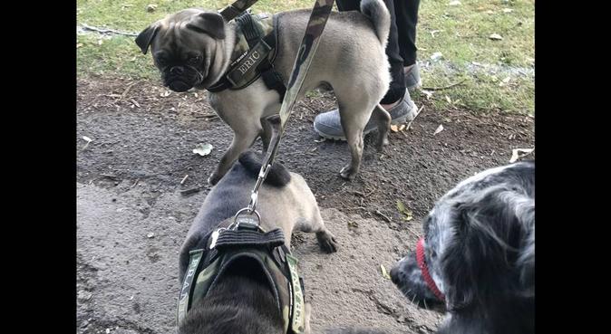 Local responsible dog walker, dog sitter in Chesterfield