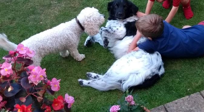 Experienced dog loving family, dog sitter in Oxford