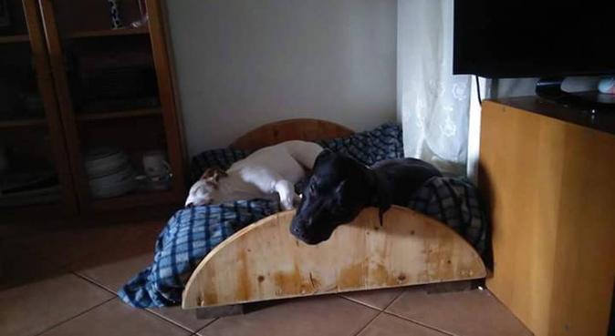 Amo i cani, dog sitter a Genova