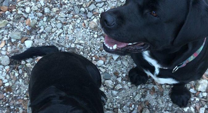 Passeggiate, coccole e divertimento🌸🐶, dog sitter a Casalzuigno, VA, Italia