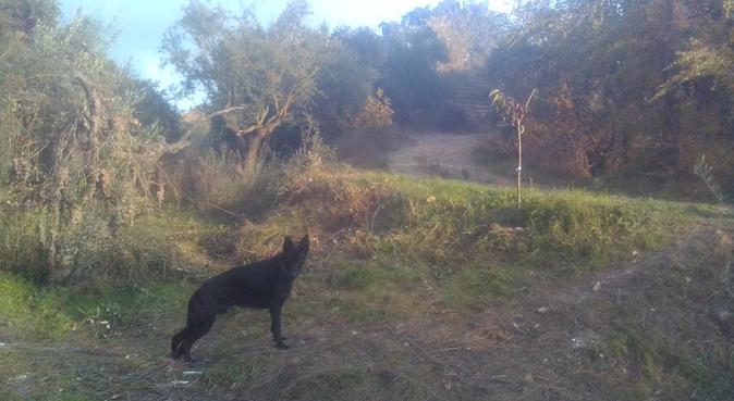 Casita de campo con gran finca vayada, canguro en Granollers, España
