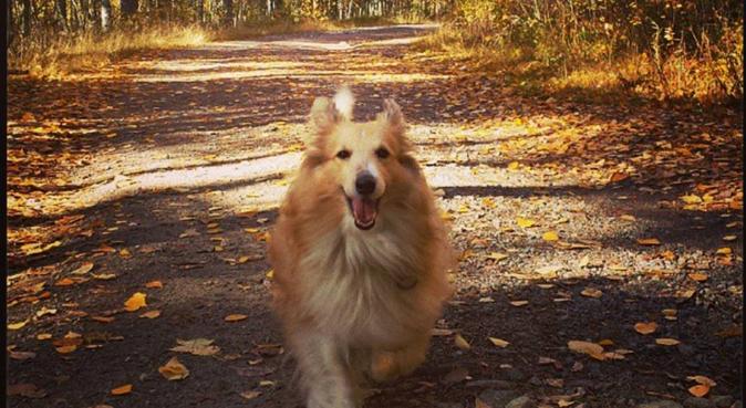 Glad djurvän som tycker om långa promenader!, hundvakt nära Linköping