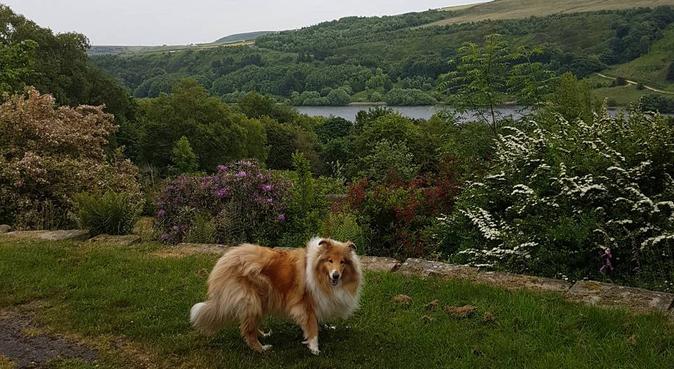 Glorious short and long walks calderdale, dog sitter in Brighouse, UK