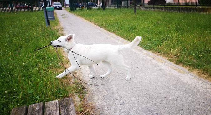 IL DOG SITTER SU MISURA PER OGNI CANE !, dog sitter a gorgonzola