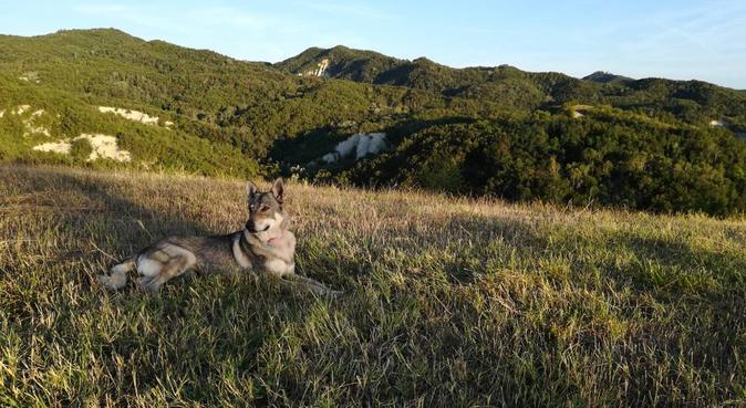 Passeggiate, corse e relax nel parchi insieme!, dog sitter a Collegno