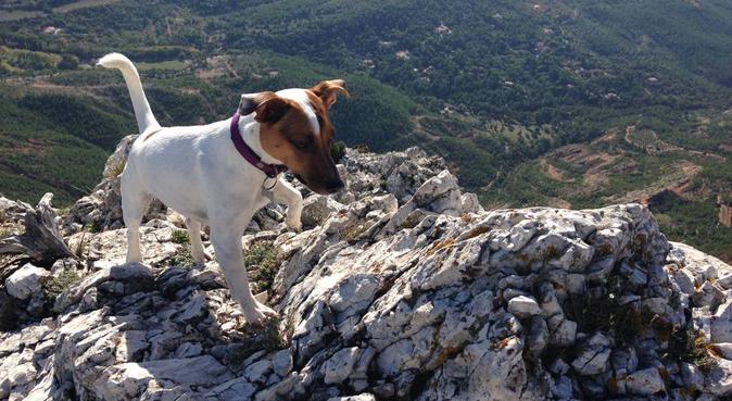 Au paradis des toutous chez Tom, Laloute et Nanou, dog sitter à Marseille