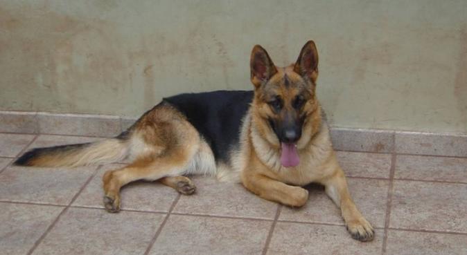 Cuidador de Animales en La Laguna, dog sitter a San Cristóbal de La Laguna