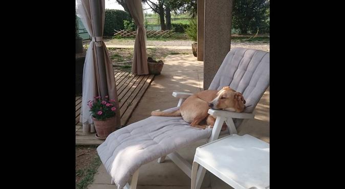 Pensione casalinga - Coccole giochi e passeggiate, dog sitter a Rivanazzano Terme